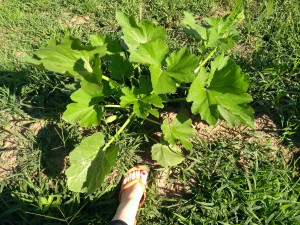 One leaf is as big as a size 5 shoe.