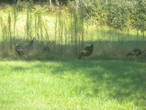 turkeys + pumpkin patch = thoughts of a family meal