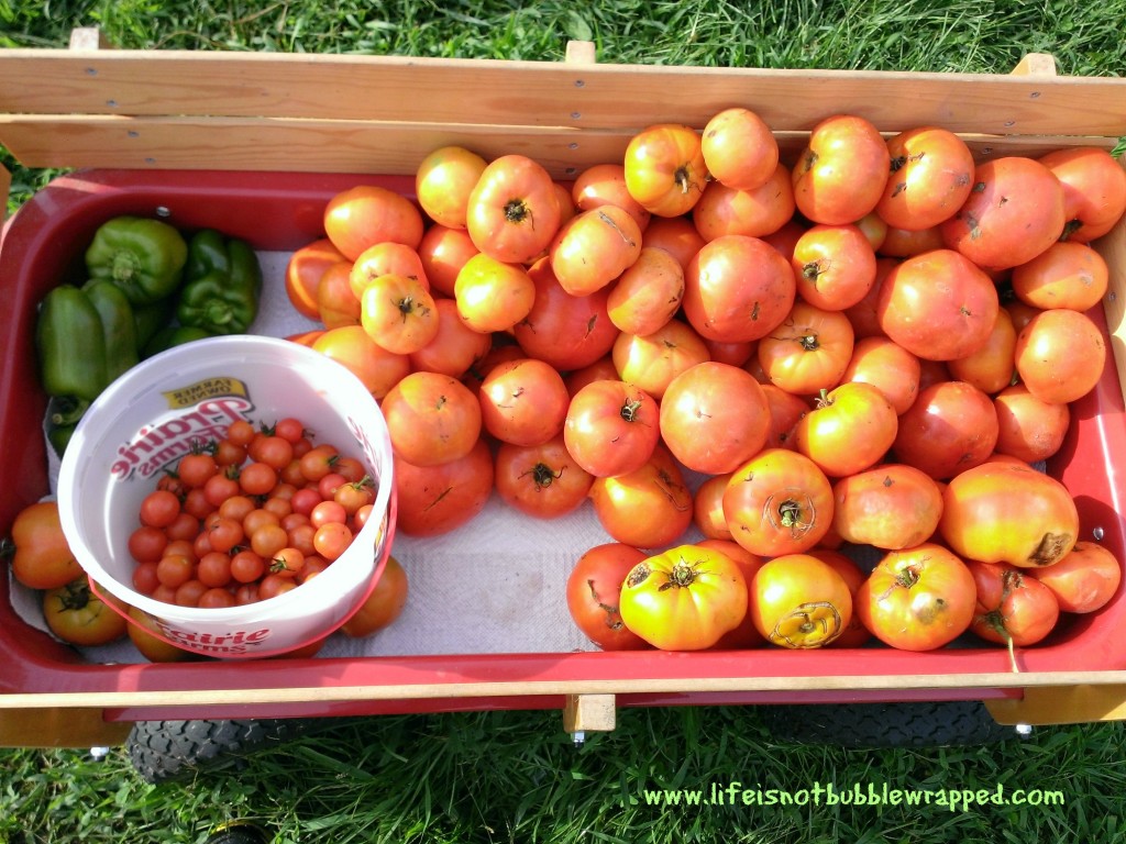 Too many fresh tomatoes? Easy freeze!